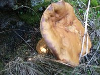 Serruggeri - Leccinum_lepidum_201011121 025.jpg